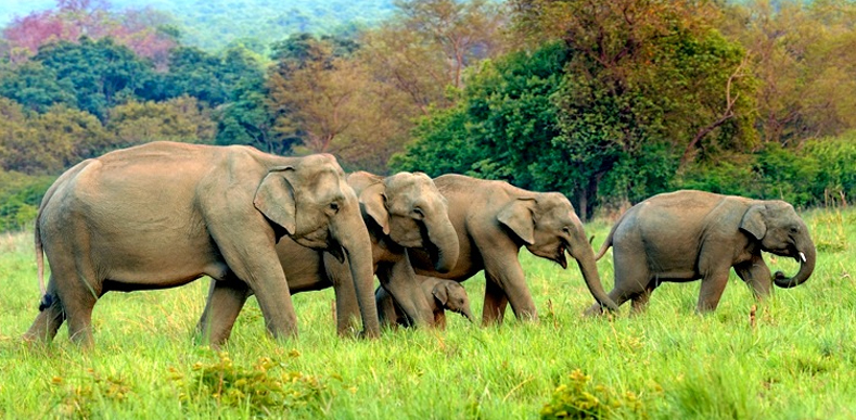 Corbett Tour Package