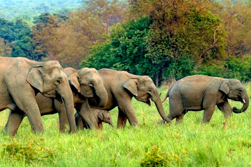 Corbett Tour Package